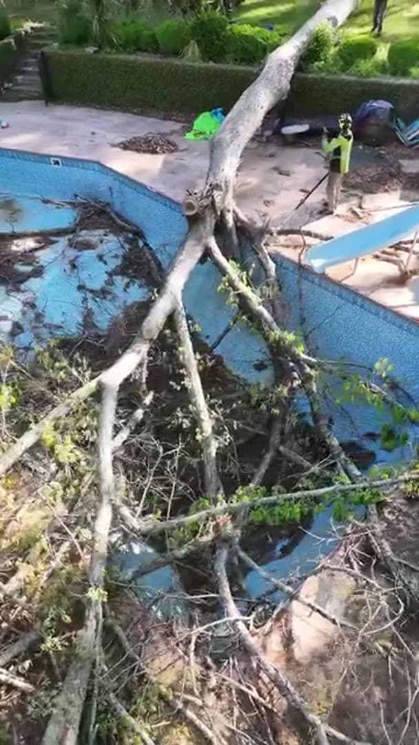 Tree Fell Into a Pool — Anderson, SC