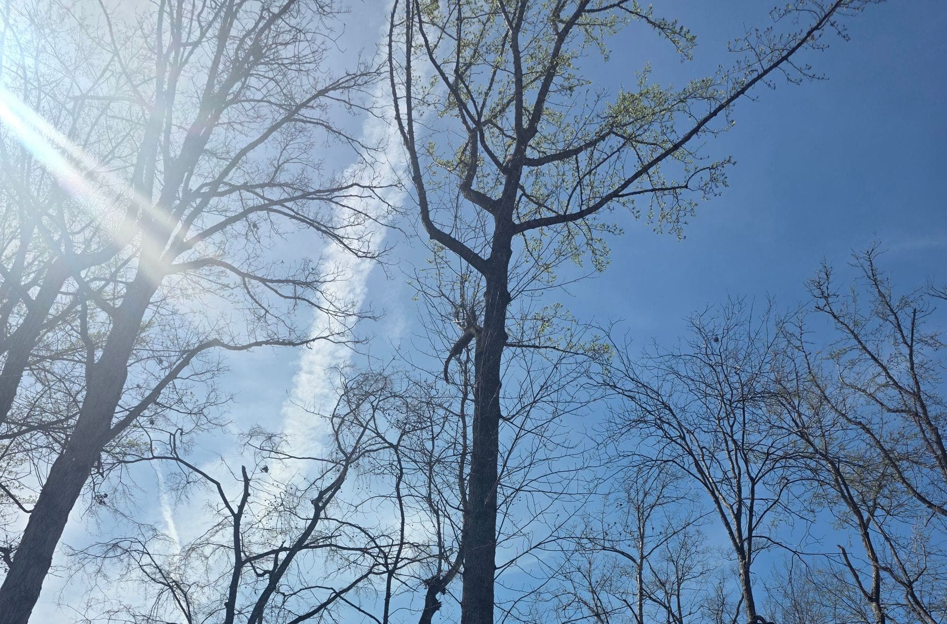 Bare hardwood trees against an open Upstate South Carolina sky before a storm