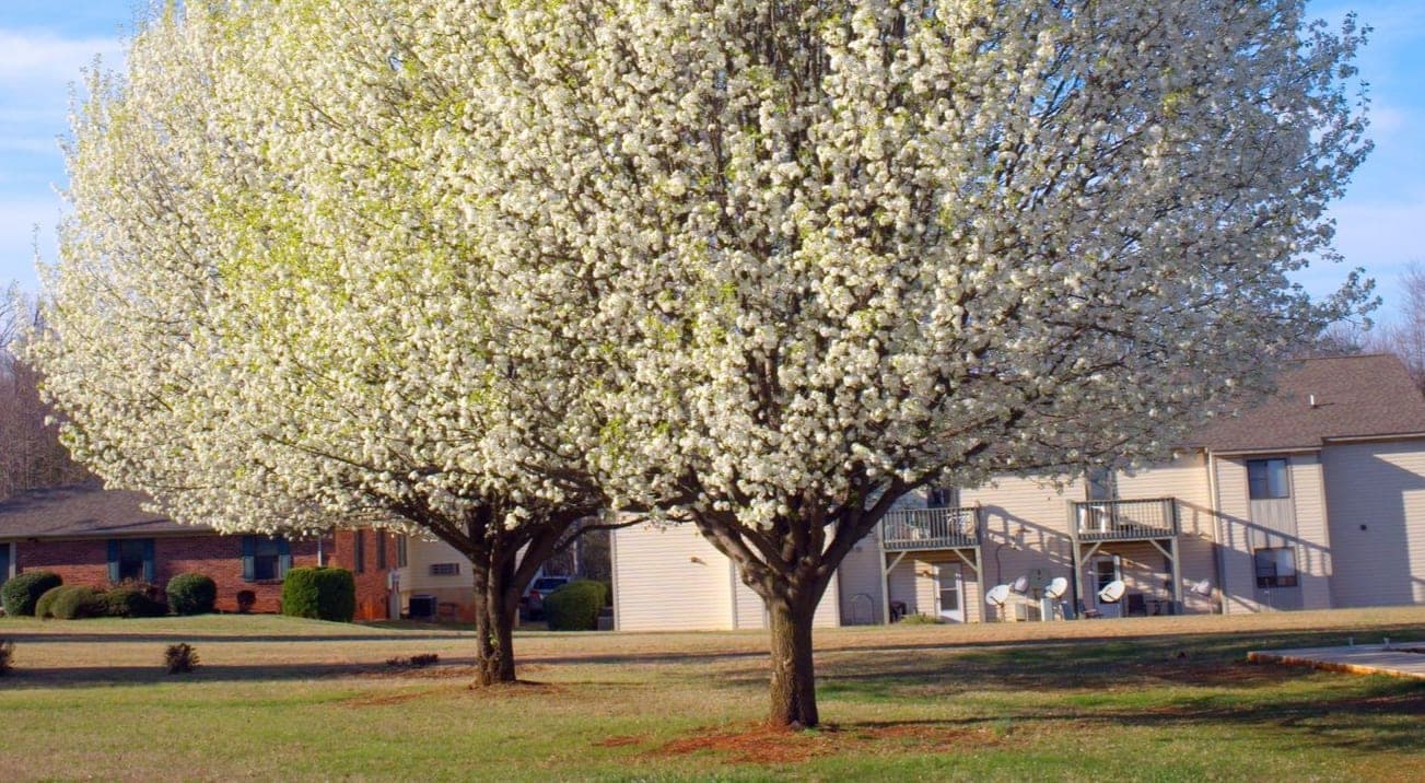 A Bradford pear tree in full white spring bloom in an Upstate South Carolina yard