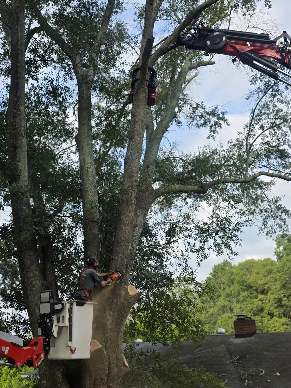 A climber in a bucket lift cutting into a large tree trunk while the grapple saw crane reaches in from above, next to a house.